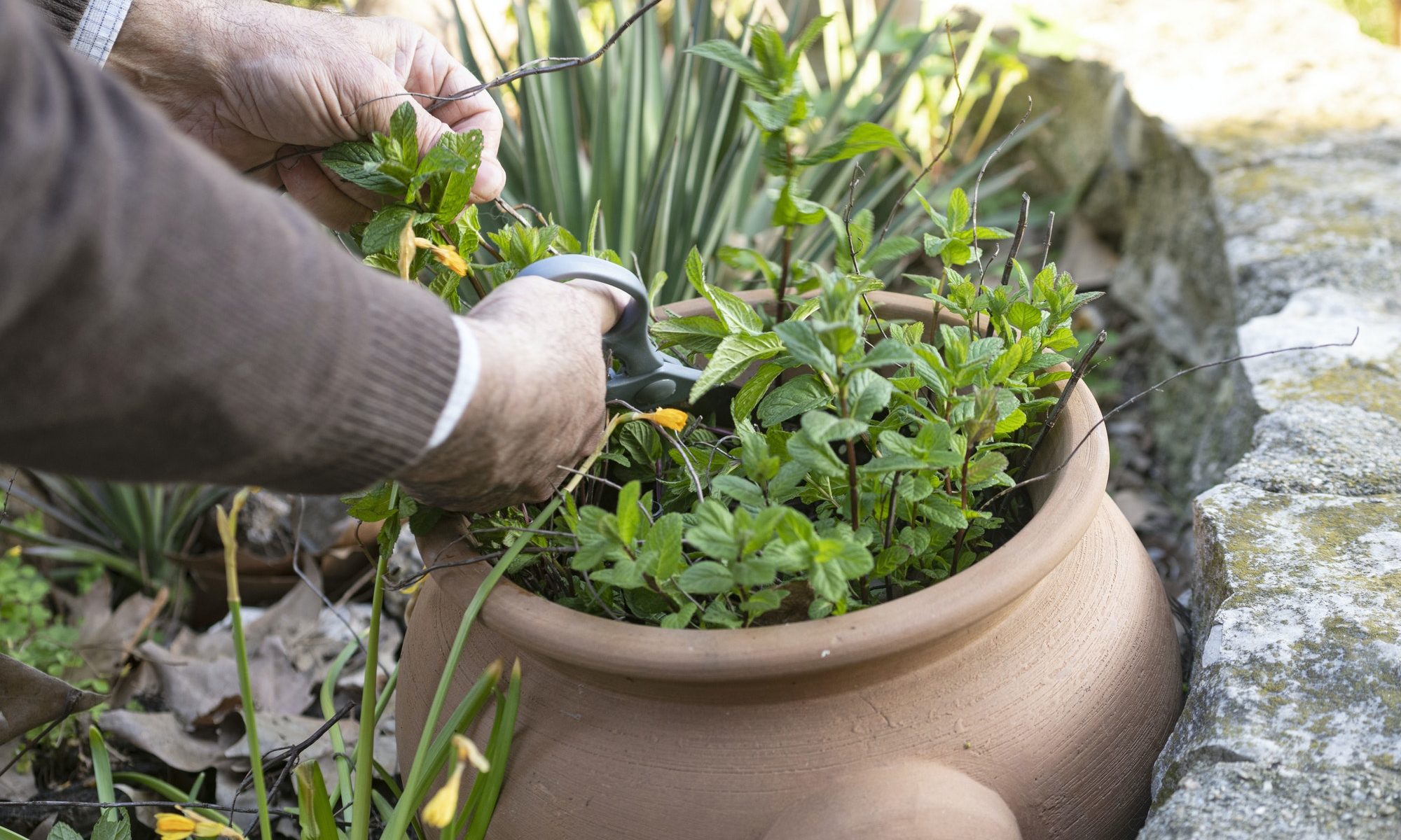 gardening the mint